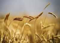 پیش بینی کاهش تولید گندم در جهان