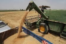 واردات مشروط گندم با تعرفه ۱۰ درصدی در سال ۹۵