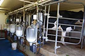 تولید ۲.۶ میلیون تن شیر در کشور طی ۶ ماه
