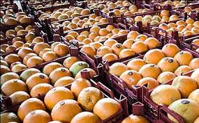 واردات میوه بسیار محدود شده است/ مشکلی برای بازار شب عید نداریم