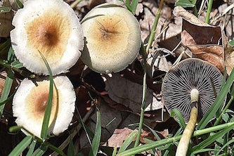 باورهای غلط برای تشخیص قارچ‌های سمی