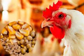 کمبود و گرانی نهاده دلیل اصلی افزایش قیمت مرغ/ شرایط تسهیل نشود قیمت بالاتر می رود!