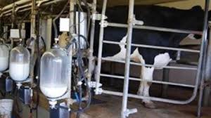 قیمت فروش شیر خام درب دامداری ۴۵۰۰ تومان مصوب شد