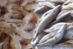 مدعیان انحصار در صادرات شیلات، یک کیلوگرم ماهی هم صادر نکرده‌اند 