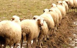 بلاتکلیفی 1500 رأس گوسفند زنده صادراتی در مرز، به‌دلیل ناهماهنگی‌های گمرکی