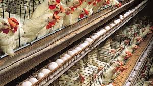 قیمت تخم مرغ درب مرغداری ۱۲ هزار و مرغ زنده ۱۴ هزار و ۴۰۰ تومان
