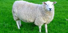 45 هزار رأس گوسفند ایرانی، به سفره کویتی‌ها و اماراتی‌ها راه یافت