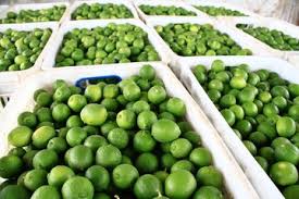 اختلاف دو وزارتخانه این بار در واردات «لیمو»/ ارز کمیاب کشور صرف واردات چه محصولاتی می‌شود؟