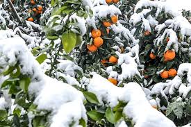 میزان خسارت سرمازدگی به پرتقال و کیوی اعلام شد