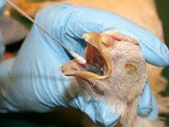 آنفلوانزای پرندگان همچنان می‌تازد/۱۲ میلیون قطعه مرغ معدوم شد
