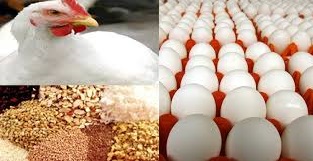خوراک دام ۱۵ درصد گران شد/کاهش ۳۰ درصدی صادرات تخم‌مرغ