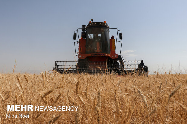 تولید گندم ۳۰ درصد و خرید تضمینی ۵۰ درصد کاهش یافت