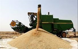 گذر خرید گندم از مرز 5.5 میلیون تن/ افزایش 22 درصدی خرید گندم 