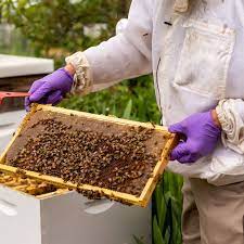 یونسکو به کمک زنبورهای ایران می‌آید/ راه اندازی دپارتمان عسل در کمیسیون ملی یونسکوی ایران