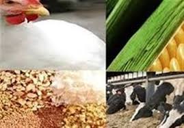 برنامه‌ جدید وزارت جهاد کشاورزی برای خودکفایی در دانه‌های روغنی و خوراک دام/ طرح کاهش واردات ذرت به ۳.۵ میلیون تن