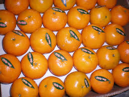 قاچاق میوه از 5 کشور/ فروش نارنگی‌ پاکستانی 3 برابر قیمت واقعی