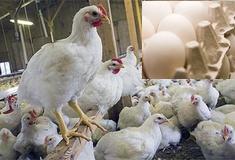مرغ صادراتی باید ۱.۲ تا ۱.۳ کیلوگرمی باشند/طعم و کیفیت مرغ سبک بهتر است