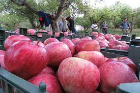 سه اقدام دولت برای حمایت از باغداران/سیب صادر و ذخیره سازی می شود