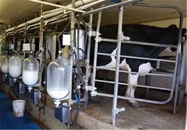 نامه دامداران به جهانگیری و اعتراض به قیمت شیرخام