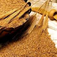 ایران دومین کشور وارد کننده گندم و چهارمین کشور وارد کننده جو از روسیه