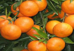 صادرات سه کیلوگرم پرتقال و نارنگی وطنی، مجوز واردات یک سوم خارجی آن است