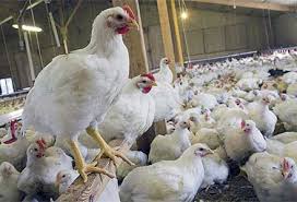 مازاد تولید مرغ اجازه افزایش قیمت را نمی‌دهد