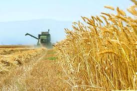 پایان خرید 8 میلیون تنی گندم و تسویه با گندمکاران 