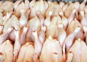 لغو ممنوعیت ورود مرغ و محصولات مرغی ایرانی به عراق