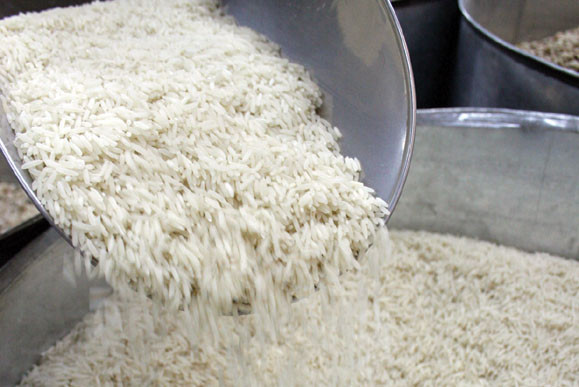 برنج‌های ایرانی گواهی سلامت دریافت می‌کنند