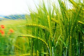 تخصیص ۳ هزار میلیارد تومان برای خرید ۷ میلیون تن گندم/ افزایش قیمت نان قابل رد یا تأیید نیست