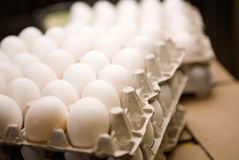 تقاضای مردم براي مصرف تخم‌مرغ در ماه رمضان کم شد/ تخم مرغ کیلویی ۲۵۰۰ تومان شد
