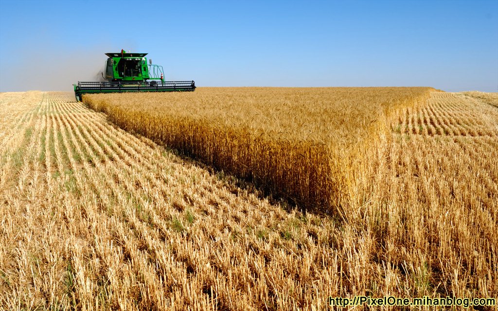 تنش های اوکراین قیمت گندم را به بالاترین سطح در 13 ماه اخیر رساند