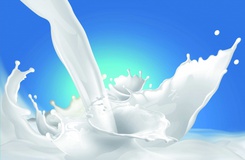 حمایت از تولیدکنندگان شیر مورد تاکید دولت است