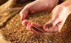 خرید 2.5 میلیون تن گندم از کشاورزان مصری