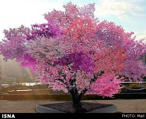 درختی که 40 نوع میوه می‌دهد+تصاویر 