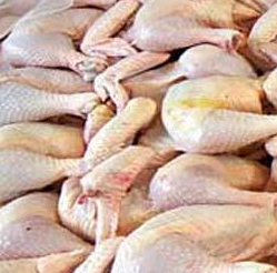 دستور دولت برای تثبیت قیمت مرغ تا تیر ۹۳ 