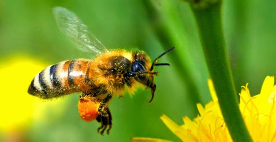 رونمایی از نخستین و تنها داروی ضدکنه واروآی زنبورعسل در ایران