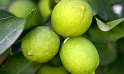 مصرف دمنوش لیمو راهکار کاهش عطش روزه‌داران