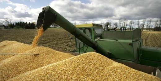 قیمت گندم برای مصارف صنف و صنعت 1850 تومان تعیین شد