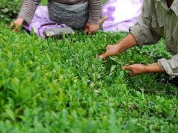 مهم ترین مزیت چای ایرانی ؛ عاری از ترکیبات شیمیایی