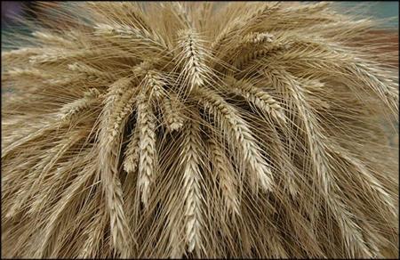 پیشنهاد ایران برای خرید هر سال ۲ میلیون تن گندم هند با قرارداد بلندمدت