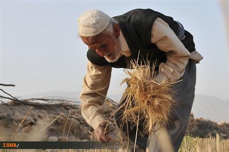 کاهش 55 درصدی محصول غله قزاقستان