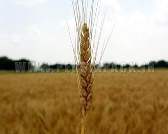 پیش بینی کاهش 28 درصدی میزان برداشت گندم در استرالیا