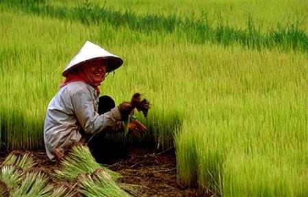 تولید جهانی برنج افزایش می‌یابد