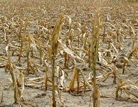 تداوم خشکسالی در آمریکا، تهدیدی برای محصولات ذرت و گندم