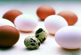 تخم کدام پرنده ارزش تغذیه ای بیشتری دارد؟