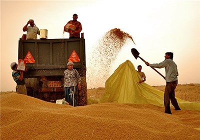 تولید 10 میلیون تن گندم در سال‌جاری
