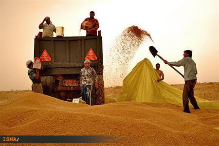 پیشنهاد وزارت کشاورزی برای جلوگیری از فروش گندم به عراق