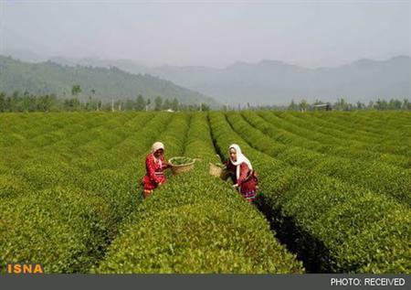آغاز خرید تضمینی برگ سبز چای/ حذف شرکت صدرا از صنعت چای