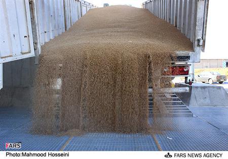 افزایش واردات گندم از آلمان
